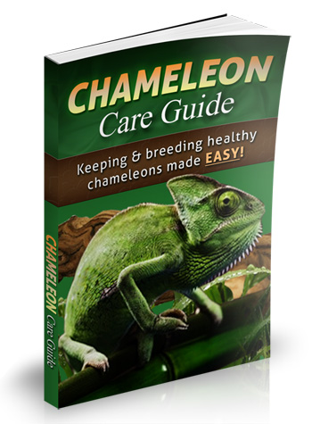 Chameleon Care Guide - Keeping and Breeding Healthy Chameleons Made Easy!